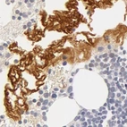 Immunohistochemical staining of human bone marrow using Anti-AHSG antibody HPA001525.