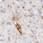 Immunohistochemical staining of human liver using Anti-AHSG antibody HPA001525.