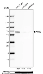 Western blot analysis in Caco-2 cells transfected with control siRNA, target specific siRNA probe #1 and #2, using Anti-AHSG antibody. Remaining relative intensity is presented. Loading control: Anti-GAPDH.