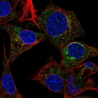Immunofluorescent staining of human cell line Hep G2 shows localization to the Golgi apparatus.