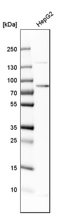 Western blot analysis in human cell line HepG2.
