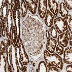 Immunohistochemical staining of human kidney shows strong granular cytoplasmic positivity in cells in tubules.