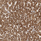 Anti-ATP5B Antibody