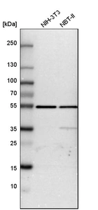 Western blot analysis in mouse cell line NIH-3T3 and rat cell line NBT-II.