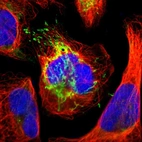 Immunofluorescent staining of human cell line U-2 OS shows localization to mitochondria.