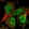 Anti-ARMCX3 Antibody