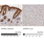 Anti-IFNGR2 Antibody