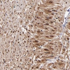 Anti-STX8 Antibody