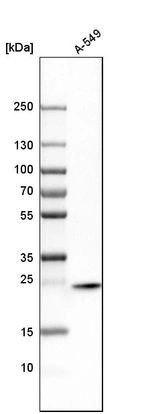 Western blot analysis in human cell line A-549.