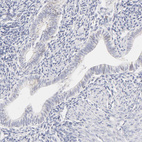 Immunohistochemical staining of human endometrium shows no positivity in glandular cells as expected.