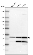 Western blot analysis in mouse cell line NIH-3T3, rat cell line NBT-II and rat cell line pC12.