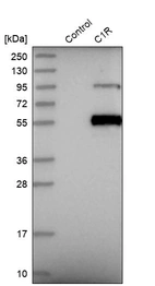 Western blot analysis in control (vector only transfected HEK293T lysate) and C1R over-expression lysate (Co-expressed with a C-terminal myc-DDK tag (~3.1 kDa) in mammalian HEK293T cells, LY400654).