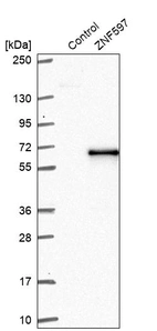 Western blot analysis in control (vector only transfected HEK293T lysate) and ZNF597 over-expression lysate (Co-expressed with a C-terminal myc-DDK tag (~3.1 kDa) in mammalian HEK293T cells, LY407517).