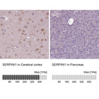 Anti-SERPINI1 Antibody