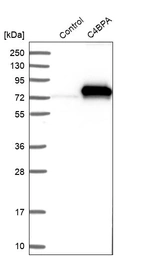 Western blot analysis in control (vector only transfected HEK293T lysate) and C4BPA over-expression lysate (Co-expressed with a C-terminal myc-DDK tag (~3.1 kDa) in mammalian HEK293T cells, LY424544).