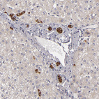 Anti-EFS Antibody