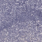 Immunohistochemical staining of human tonsil shows no positivity in non-germinal center cells as expected.