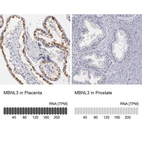 Anti-MBNL3 Antibody