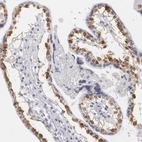 Immunohistochemical staining of human placenta shows high expression.