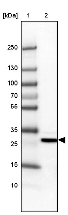 Lane 1: Marker [kDa] 250, 130, 100, 70, 55, 35, 25, 15, 10_br/_Lane 2: Human cell line HepG2