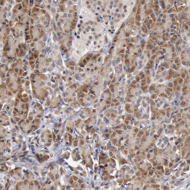 Anti-SYTL4 Antibody