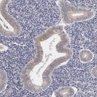 Immunohistochemical staining of human endometrium shows weak cytoplasmic positivity in glandular cells.