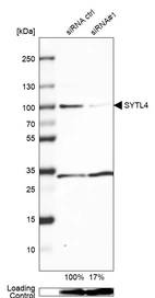 Western blot analysis in U2OS cells transfected with control siRNA, target specific siRNA probe #1, using Anti-SYTL4 antibody. Remaining relative intensity is presented. Loading control: Anti-GAPDH.