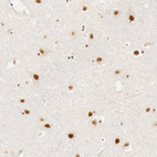 Immunohistochemical staining of human cerebral cortex shows moderate to strong nuclear positivity in neurons.
