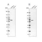 Anti-UPF3B Antibody