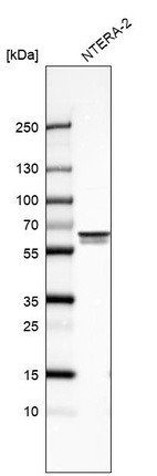 Western blot analysis in human cell line NTERA-2.