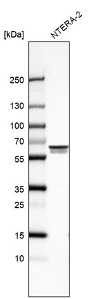 Western blot analysis in human cell line NTERA-2.