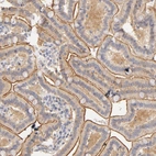 Immunohistochemical staining of human duodenum shows moderate positivity in apical membrane in glandular cells.