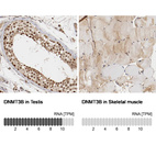 Anti-DNMT3B Antibody