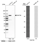 Western blot analysis in human cell lines Caco-2 and SK-MEL-30 using Anti-DNMT3B antibody. Corresponding DNMT3B RNA-seq data are presented for the same cell lines. Loading control: Anti-HDAC1.