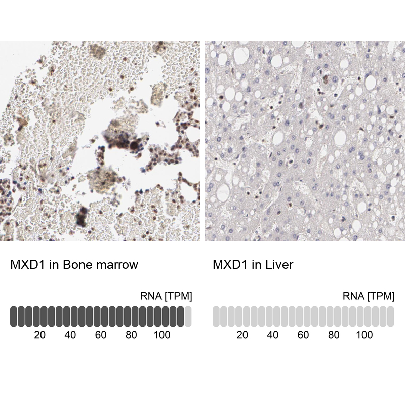 Anti-MXD1 Antibody