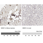 Anti-MXD1 Antibody