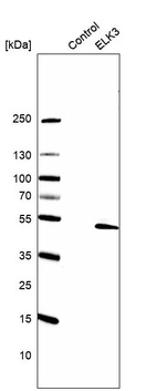 Western blot analysis in control (vector only transfected HEK293T lysate) and ELK3 over-expression lysate (Co-expressed with a C-terminal myc-DDK tag (~3.1 kDa) in mammalian HEK293T cells, LY401602).