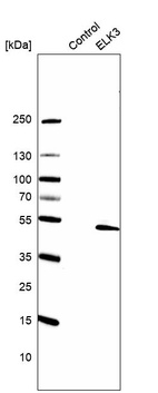 Anti-ELK3 Antibody