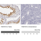 Anti-FAM181A Antibody