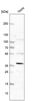 Western blot analysis in human testis tissue.