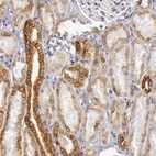 Immunohistochemical staining of human kidney shows moderate cytoplasmic and membrane positivity in cells in tubules.