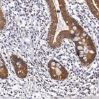 Immunohistochemical staining of human small intestine shows moderate cytoplasmic and membrane positivity in glandular cells.