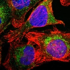 Immunofluorescent staining of human cell line U-2 OS shows localization to cytosol.