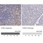 Anti-TLR8 Antibody