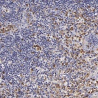 Anti-TLR8 Antibody