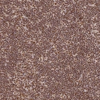 Immunohistochemical staining of human lymph node shows strong nuclear positivity in non-germinal center cells.