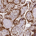 Immunohistochemical staining of human placenta shows strong nuclear positivity in trophoblastic cells.