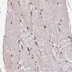 Anti-HNRNPA1 Antibody