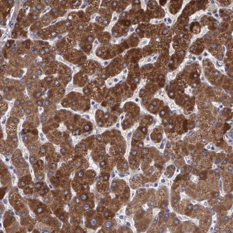 Anti-PON1 Antibody