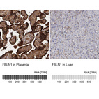 Anti-FBLN1 Antibody